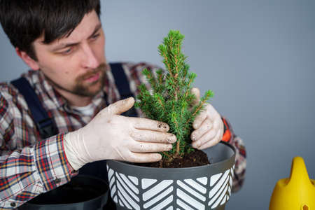 Transplanting indoor plants. Home gardening. Plant care. Man transplants spruce plants from old pot...