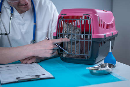 Male veterinarian takes notes on health check of gray Scottish Straight kitten in animal carrier on examination table in clinic. Veterinarian wiriting on clipboard near tabby cat. Check health animalの写真素材