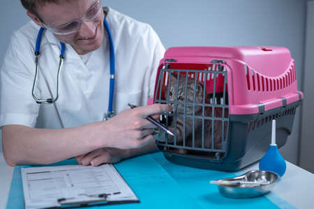 Cat in pet carrier on examination table of veterinarian clinic with pet doctor. Male veterinarian in white medical suit making notes at examination table and have fun with Scottish Straight kittenの写真素材