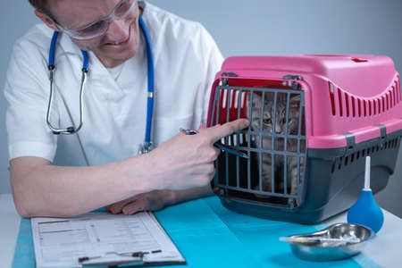 Cat in pet carrier on examination table of veterinarian clinic with pet doctor. Male veterinarian in white medical suit making notes at examination table and have fun with Scottish Straight kittenの写真素材