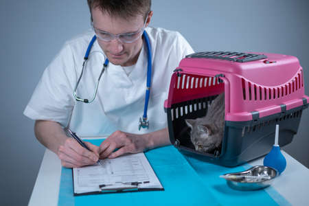 Male veterinarian takes notes on health check of gray Scottish Straight kitten in animal carrier on examination table in clinic. Veterinarian wiriting on clipboard near tabby cat. Check health animalの写真素材