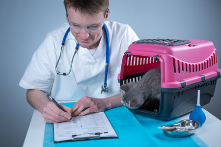 Tabby cute cat Scottish Straight breed on visit to vet doctor at animal hospital. Happy european veterinarian with clipboard in clinic next to pet carrier at examination table. Veterinary practiceの写真素材