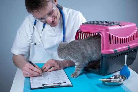 Male veterinarian takes notes on health check of gray Scottish Straight kitten in animal carrier on examination table in clinic. Veterinarian wiriting on clipboard near tabby cat. Check health animalの写真素材