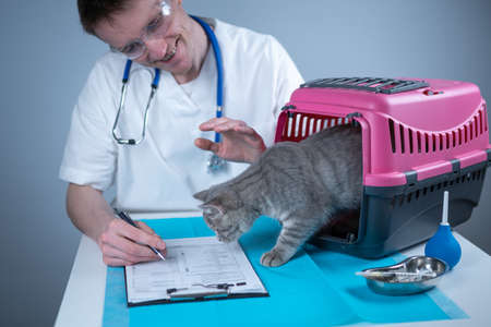 Cat in pet carrier on examination table of veterinarian clinic with pet doctor. Male veterinarian in white medical suit making notes at examination table and have fun with Scottish Straight kittenの写真素材