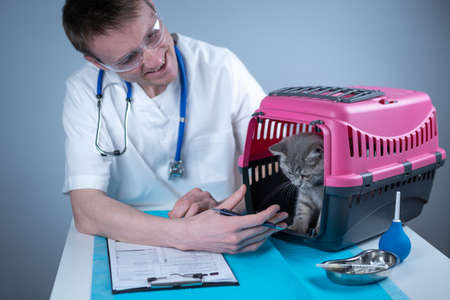 Male veterinarian takes notes on health check of gray Scottish Straight kitten in animal carrier on examination table in clinic. Veterinarian wiriting on clipboard near tabby cat. Check health animalの写真素材