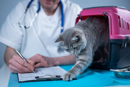 Cat in pet carrier on examination table of veterinarian clinic with pet doctor. Male veterinarian in white medical suit making notes at examination table and have fun with Scottish Straight kittenの写真素材