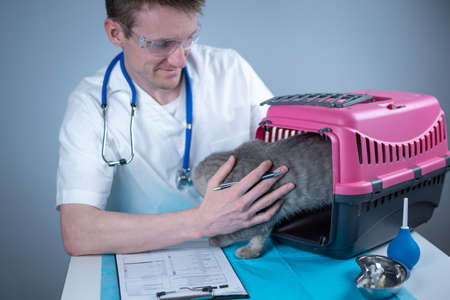 Tabby cute cat Scottish Straight breed on visit to vet doctor at animal hospital. Happy european veterinarian with clipboard in clinic next to pet carrier at examination table. Veterinary practiceの写真素材