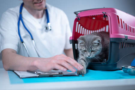 Tabby cute cat Scottish Straight breed on visit to vet doctor at animal hospital. Happy european veterinarian with clipboard in clinic next to pet carrier at examination table. Veterinary practiceの写真素材