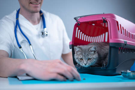 Male veterinarian takes notes on health check of gray Scottish Straight kitten in animal carrier on examination table in clinic. Veterinarian wiriting on clipboard near tabby cat. Check health animalの写真素材