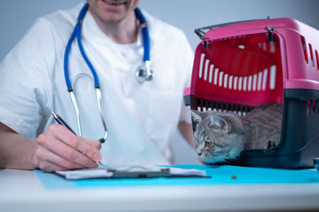 Male veterinarian takes notes on health check of gray Scottish Straight kitten in animal carrier on examination table in clinic. Veterinarian wiriting on clipboard near tabby cat. Check health animalの写真素材