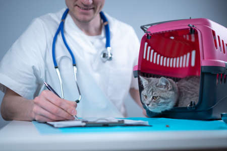 Cat in pet carrier on examination table of veterinarian clinic with pet doctor. Male veterinarian in white medical suit making notes at examination table and have fun with Scottish Straight kittenの写真素材
