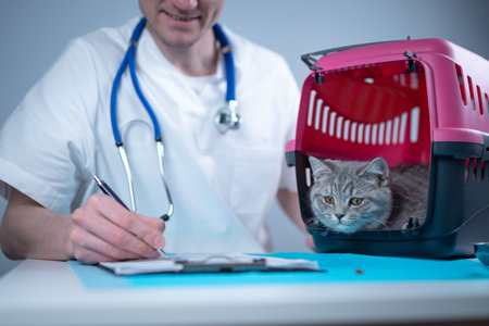 Tabby cute cat Scottish Straight breed on visit to vet doctor at animal hospital. Happy european veterinarian with clipboard in clinic next to pet carrier at examination table. Veterinary practiceの写真素材