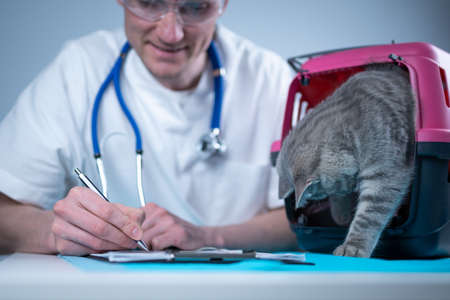 Male veterinarian takes notes on health check of gray Scottish Straight kitten in animal carrier on examination table in clinic. Veterinarian wiriting on clipboard near tabby cat. Check health animalの写真素材