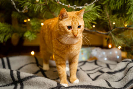 Ginger cat under Christmas tree. Christmas and New year concept. Funny pet under natural festive spruce and pine for New Year and Christmas eve. Cozy home with decorations for New Year celebration.の写真素材