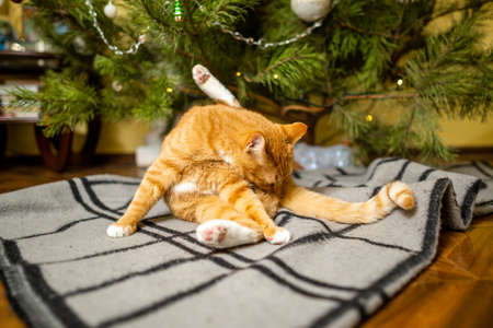 Ginger cat under Christmas tree. Christmas and New year concept. Funny pet under natural festive spruce and pine for New Year and Christmas eve. Cozy home with decorations for New Year celebration.の写真素材