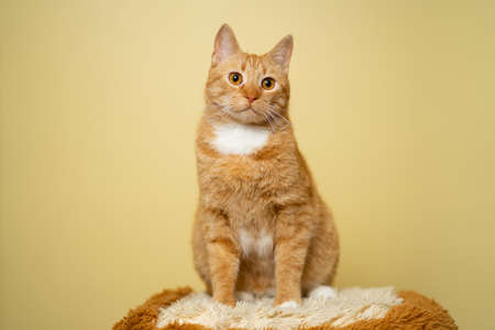 Cute Ginger tabby cat on yellow background. Red fluffy friend. Domestic cute pet. Animal and pet concept. An adult red cat sits posing on a stool in the studio against the background of a yellow wall.の写真素材