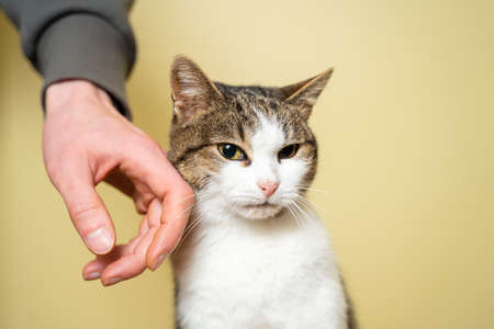 Close-up hand of a volunteer stroking a cute stray cat. The concept of charity and helping animals. Cute happy cat character hug his owner. Pet happy to play with random visitor at the animal shelter.の写真素材