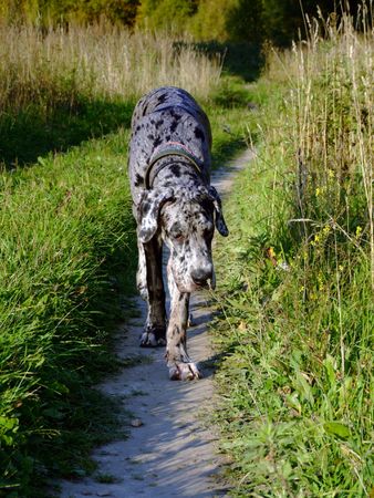 Great dane smelling flowerの写真素材