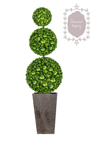 Boxwood topiary, garden plant, vector background. English boxwood, evergreen dwarf shrubs. Shrub for landscape.のイラスト素材