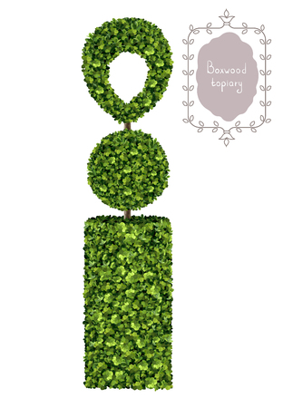 Isolated boxwood topiary, garden plant, vector background. English boxwood, evergreen dwarf shrubs. Shrub for landscape.のイラスト素材