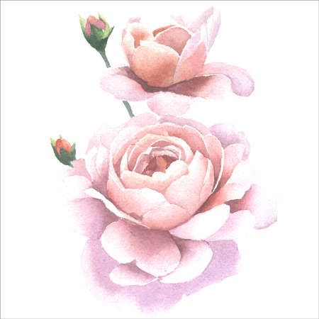 vector watercolor image of pink peony flowers in the gardenのイラスト素材
