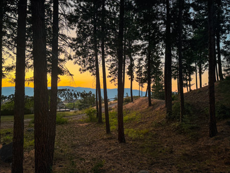 A serene forest scene with tall trees silhouetted against a glowing sunset. Warm golden hues blend with the distant mountain view, creating a peaceful and picturesque landscape.の写真素材