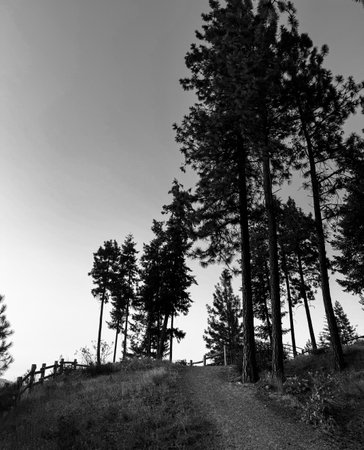 Monochrome upward view of a trail flanked by tall pine trees. Wooden fence on the hillside, serene forest landscape under a bright sky.の写真素材