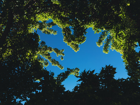 A worm's-eye view capturing a vibrant blue sky framed by a dense canopy of green leaves and dark tree branches overhead.の写真素材