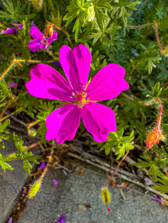 A stunning top-down view of a vibrant magenta five-petaled flower, its yellow center contrasting...