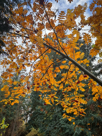 An upward-facing view of a tree canopy filled with stunning golden and orange leaves, dotted with...