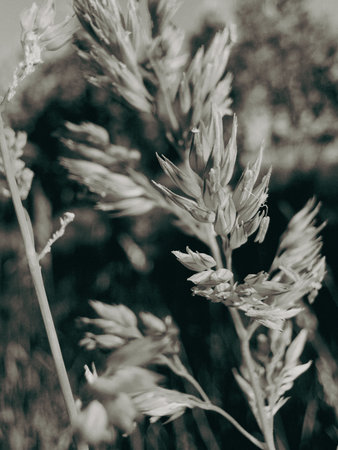 A macro monochrome photograph of a single grass seed head, its texture and form sharply defined,...