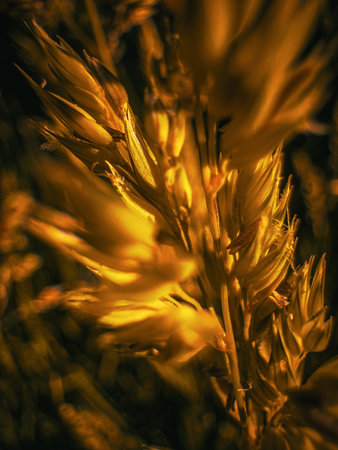 A warm, luminous close-up of a grass seed head, with a shallow depth of field, highlighting the...