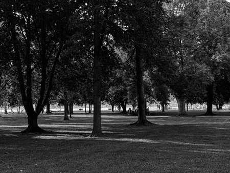 A dramatic black and white image of a mature grove of trees casting sharp, long shadows across a well-maintained grassy park in bright daylight.の写真素材