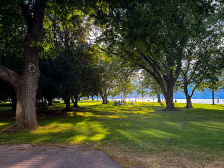 A vibrant, warm landscape featuring lush green grass and mature trees under golden sunlight. Long shadows and a soft lakeside background evoke a perfect day for outdoor recreation.の写真素材