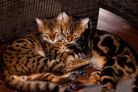2 bengal cats lied down together side by sideの写真素材