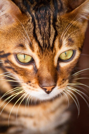 Cute looking bengal cat faceの写真素材