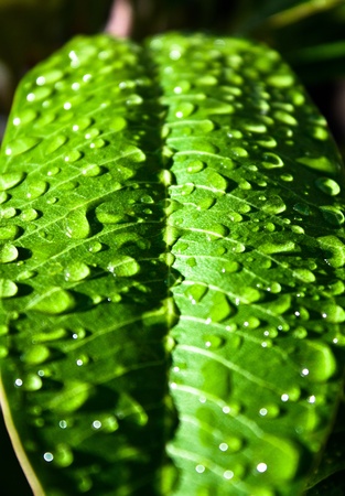 A green leaf shot after rainの写真素材