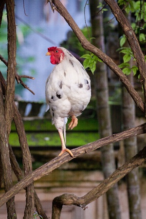 Chicken standing on a tree branch with one footの写真素材