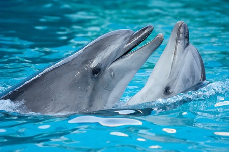 A pair of dolphins dancing together