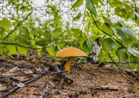 one mushroom in the forest under a treeの写真素材
