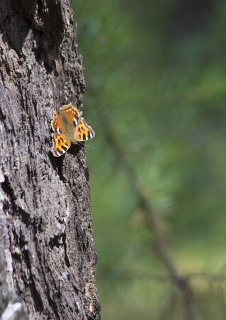 a butterfly sits on a tree trunkの写真素材