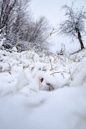 snow on a beautiful spring morningの写真素材