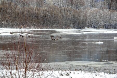 soaring ducks on a snowy riverの写真素材