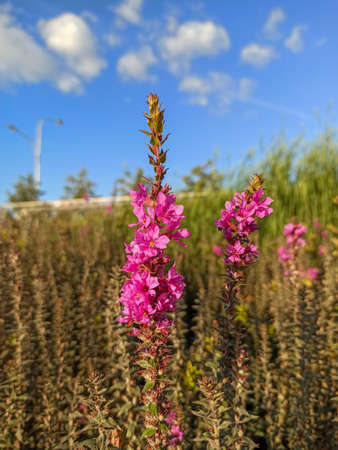 pink flowers in the fieldの写真素材