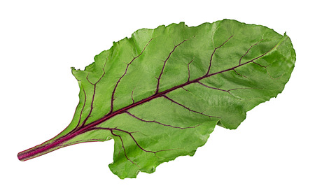 Fresh green beet leaves isolated on white background. Clipping Pathの写真素材