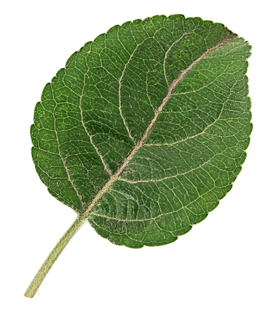 Apple tree leaf isolated on white background.の写真素材