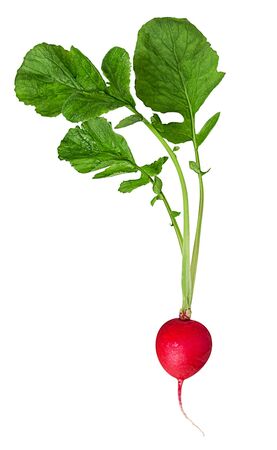 Fresh red radish with leaf isolated on white background.   Full depth of field.の写真素材