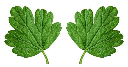 Green gooseberry leaf isolated on white background.   Full depth of field.の写真素材