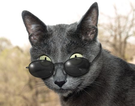 Blue-silver cat with dark sun glassesの写真素材