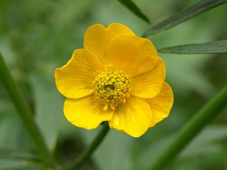 Sunny yellow flower.